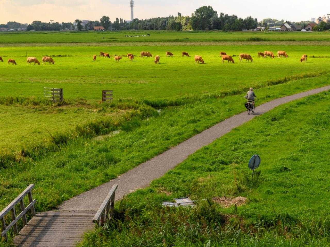Het prachtige polderlandschap van Spaarndam met een fietser en koeien. 